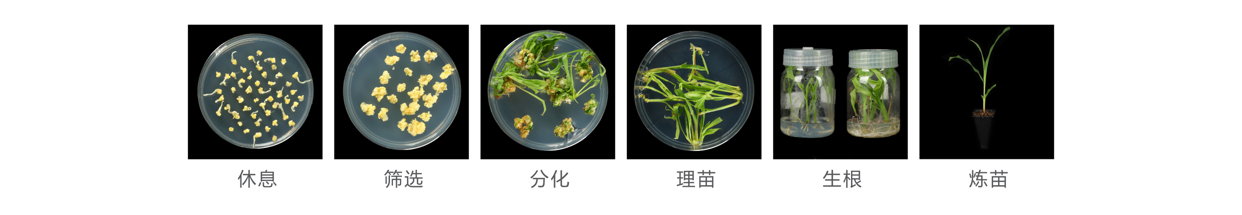 玉米 玉米