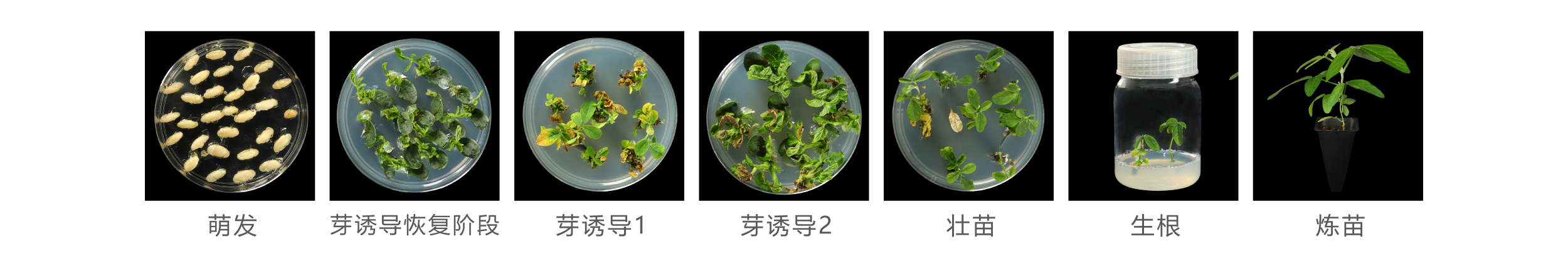 大豆 大豆